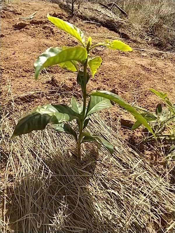 tree image