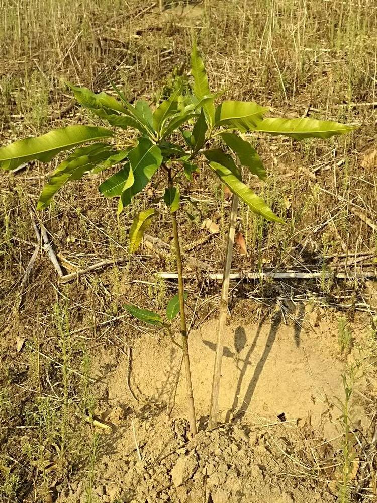 tree image