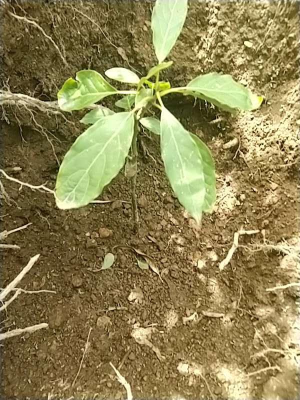 tree image