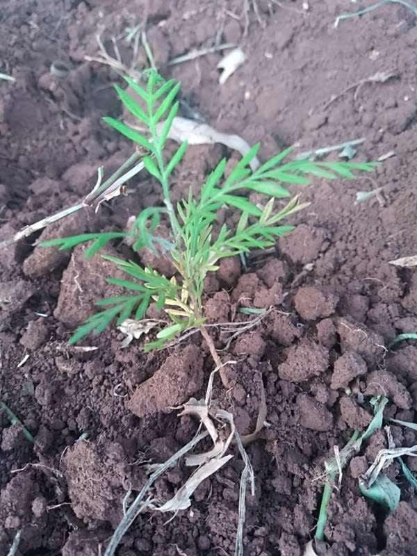 tree image