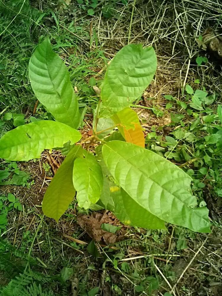 tree image