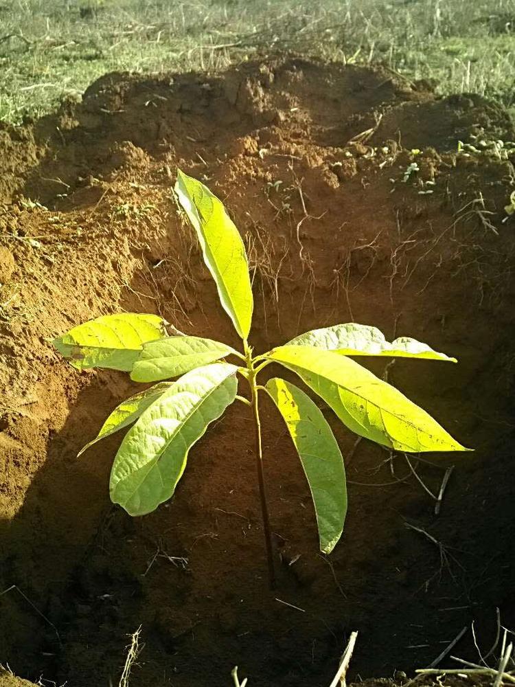 tree image