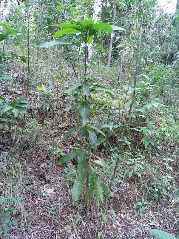 tree image
