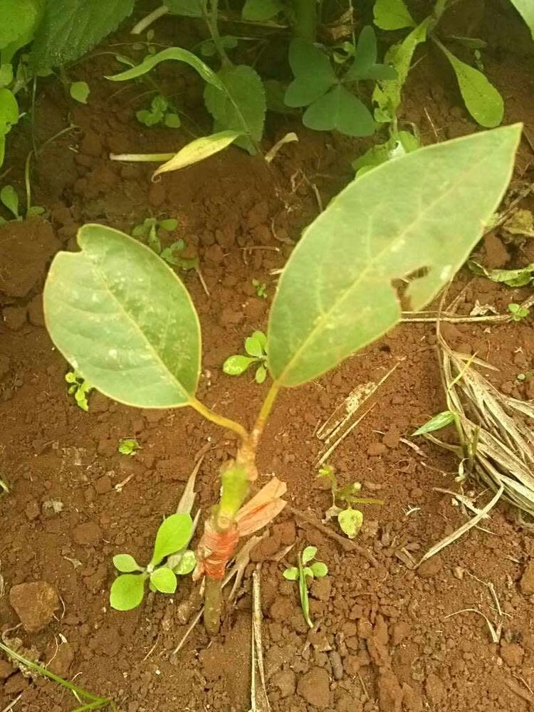 tree image