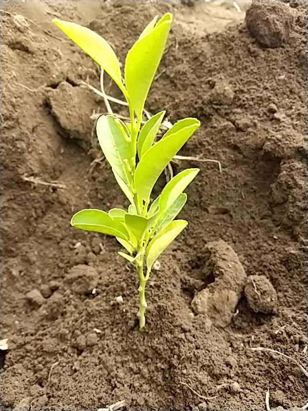 tree image