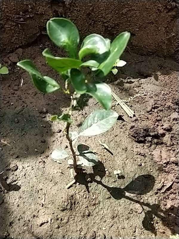 tree image