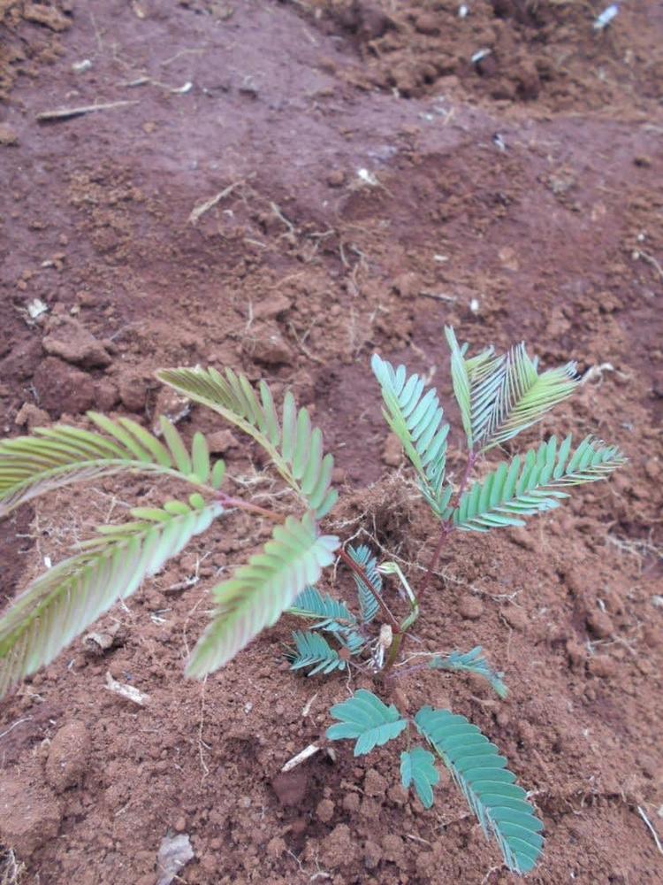 tree image