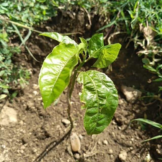 tree image