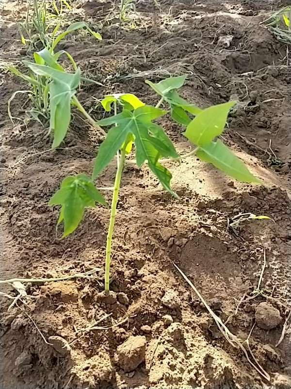tree image