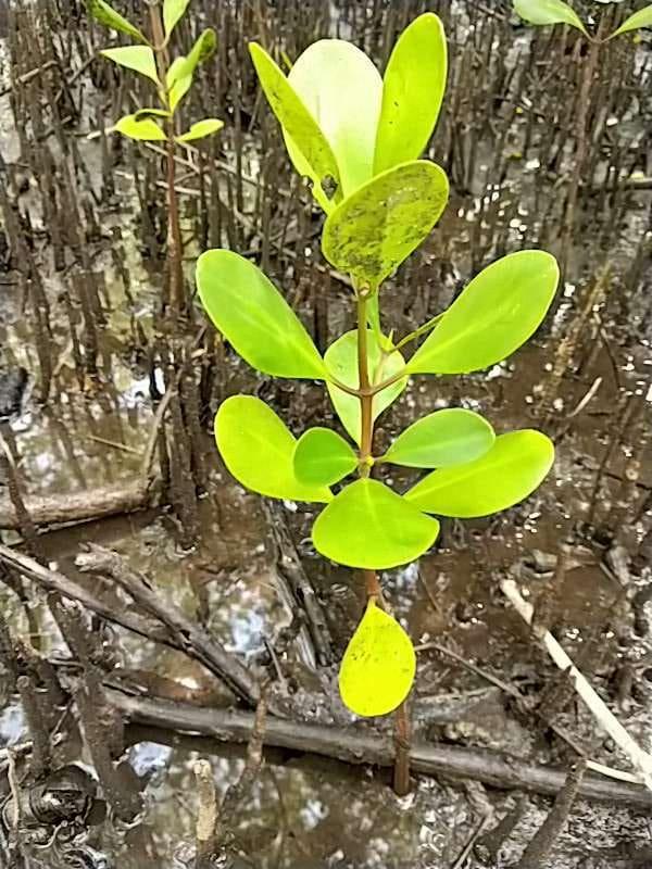 tree image