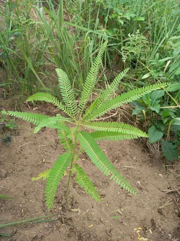 tree image