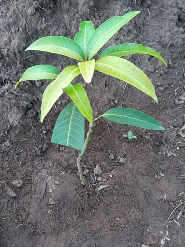 tree image