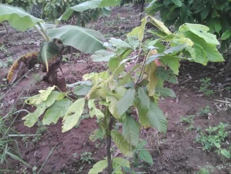 tree image