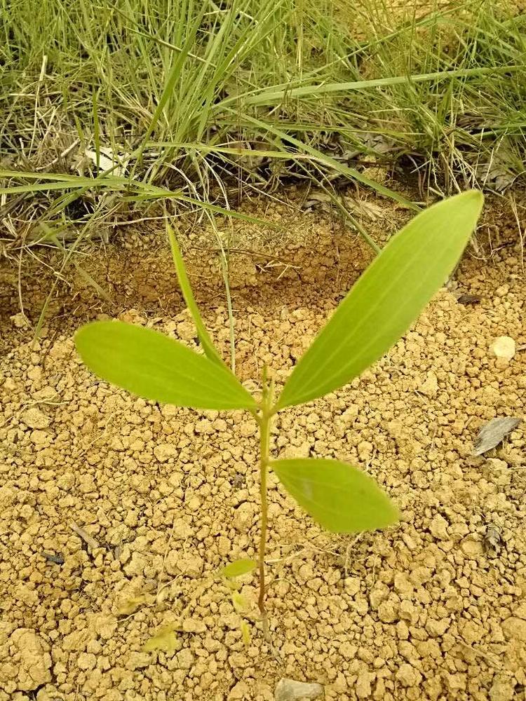 tree image