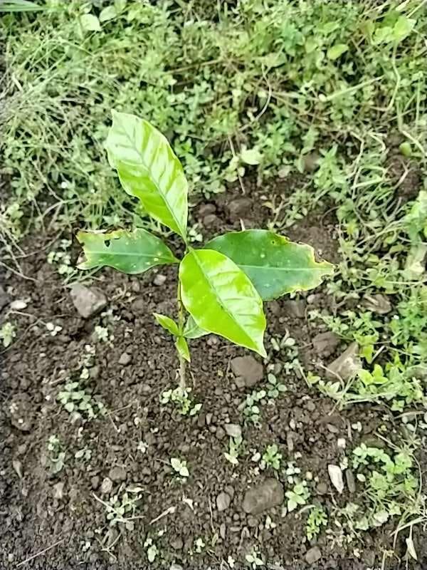 tree image