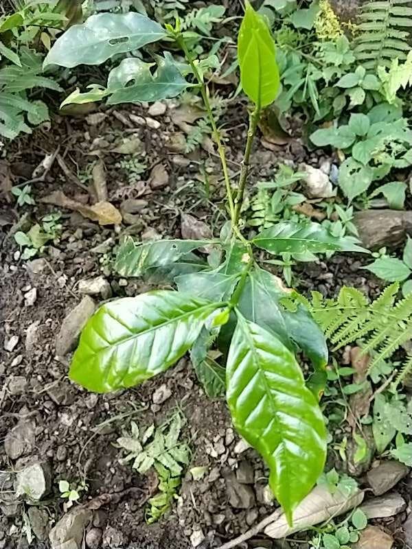 tree image