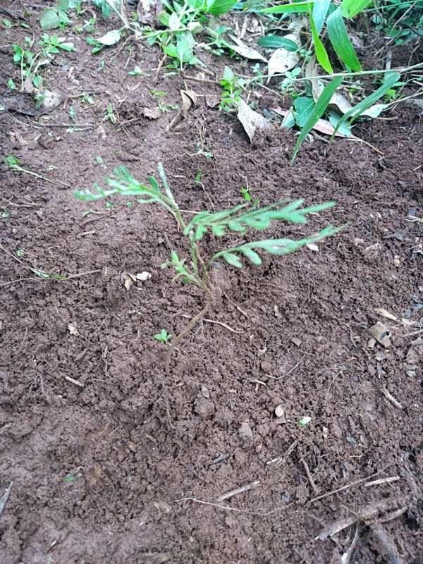 tree image