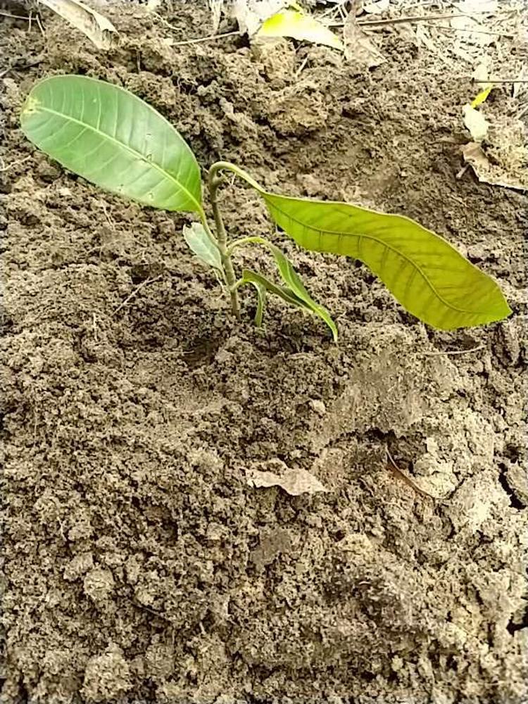 tree image