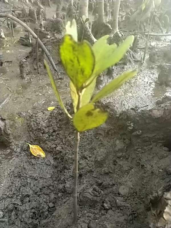 tree image
