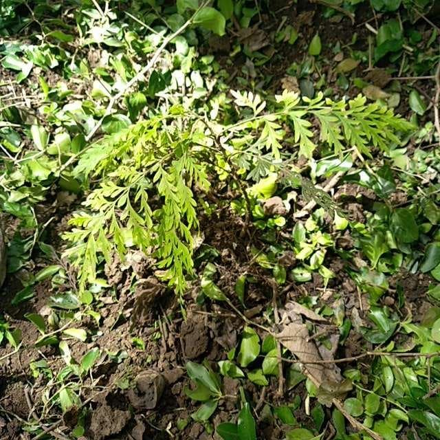 tree image