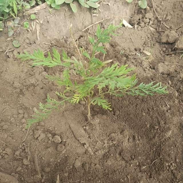 tree image