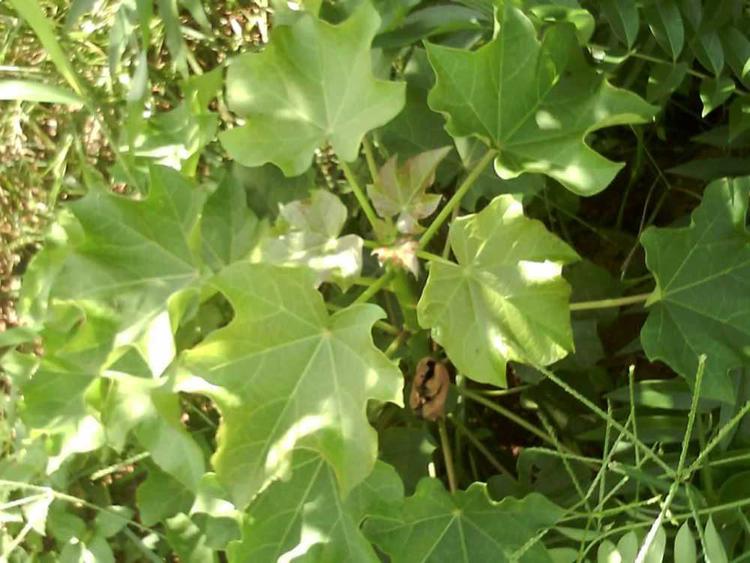 tree image