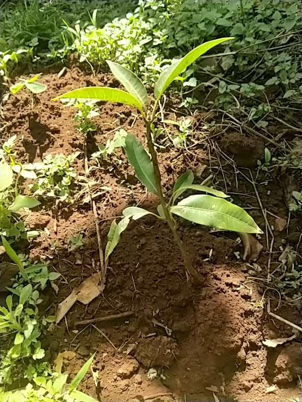 tree image