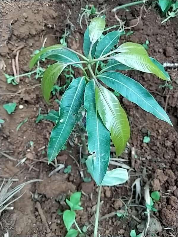 tree image