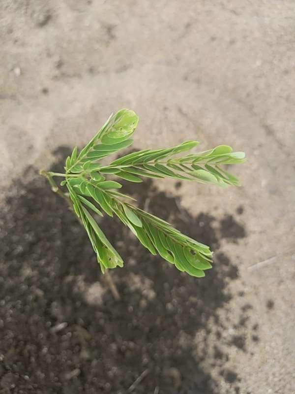 tree image