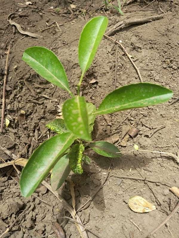 tree image