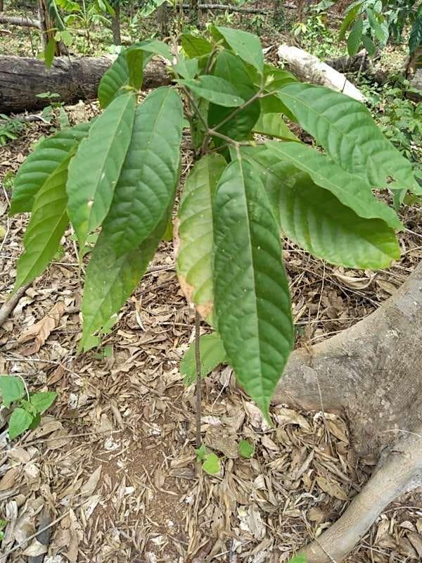 tree image