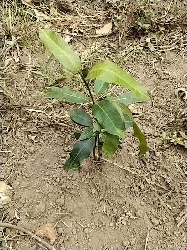 tree image
