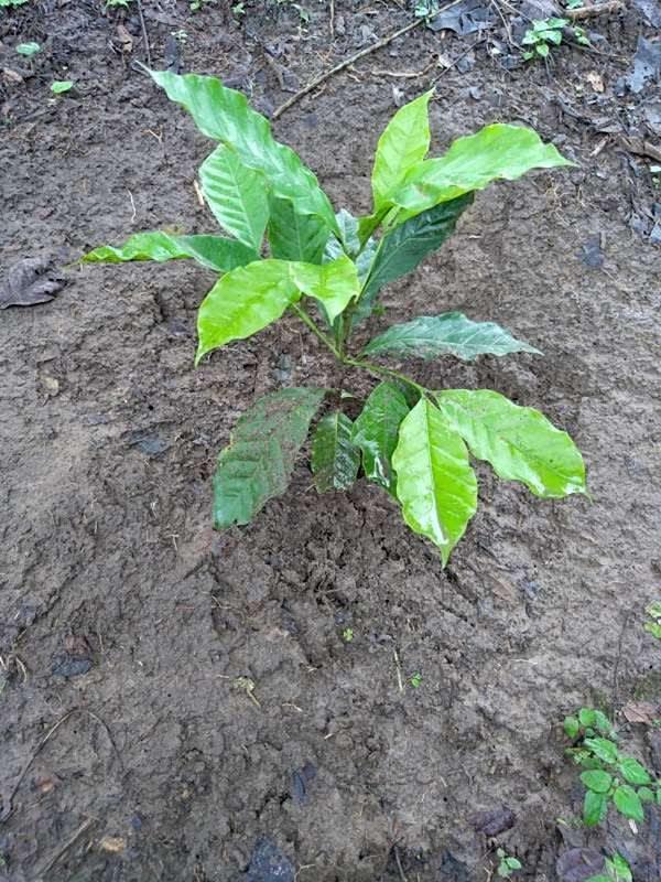tree image
