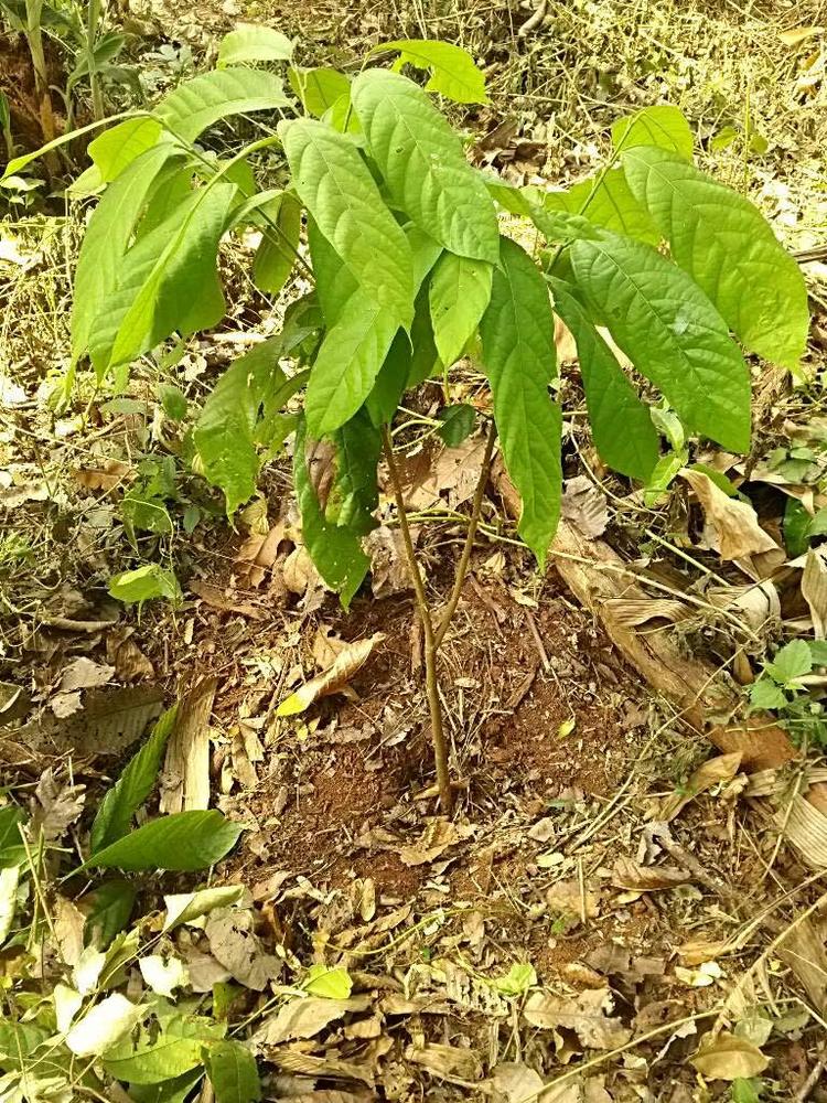 tree image