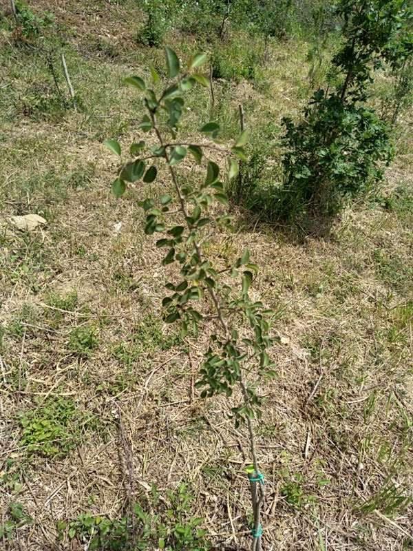tree image