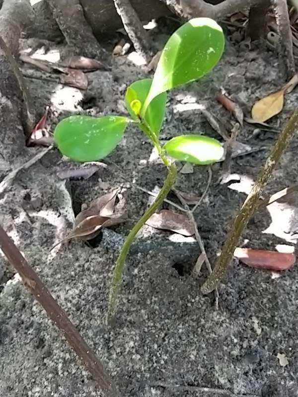 tree image