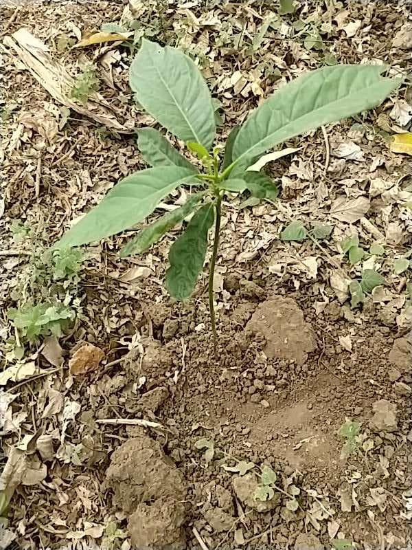 tree image
