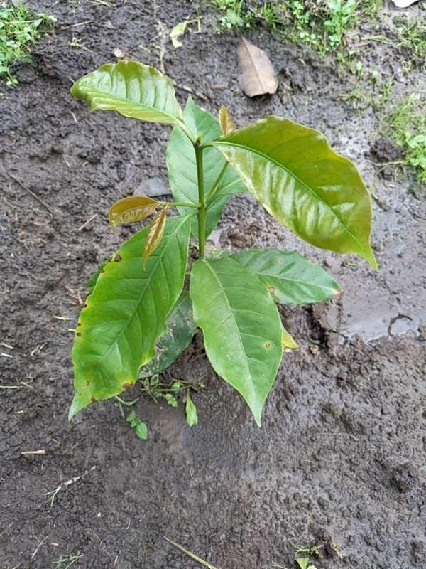 tree image