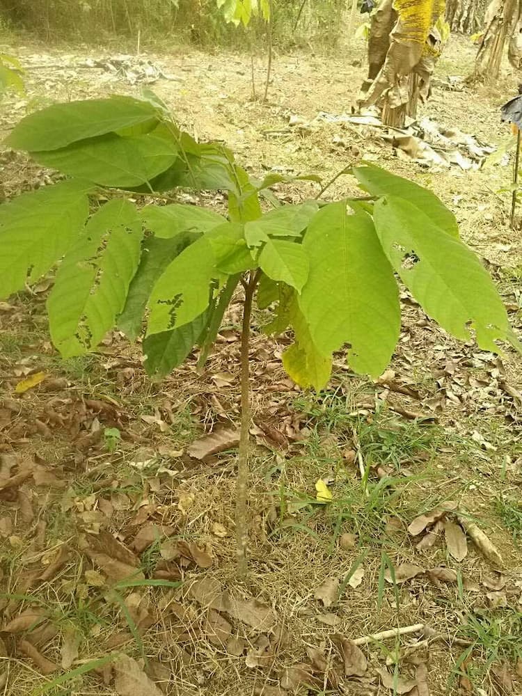 tree image