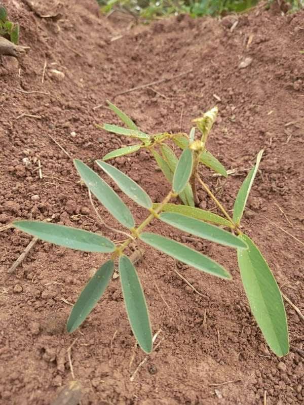 tree image