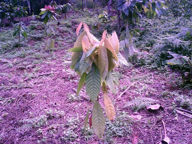tree image
