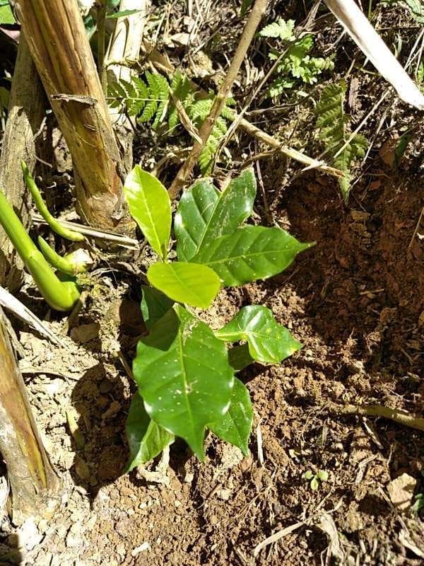 tree image