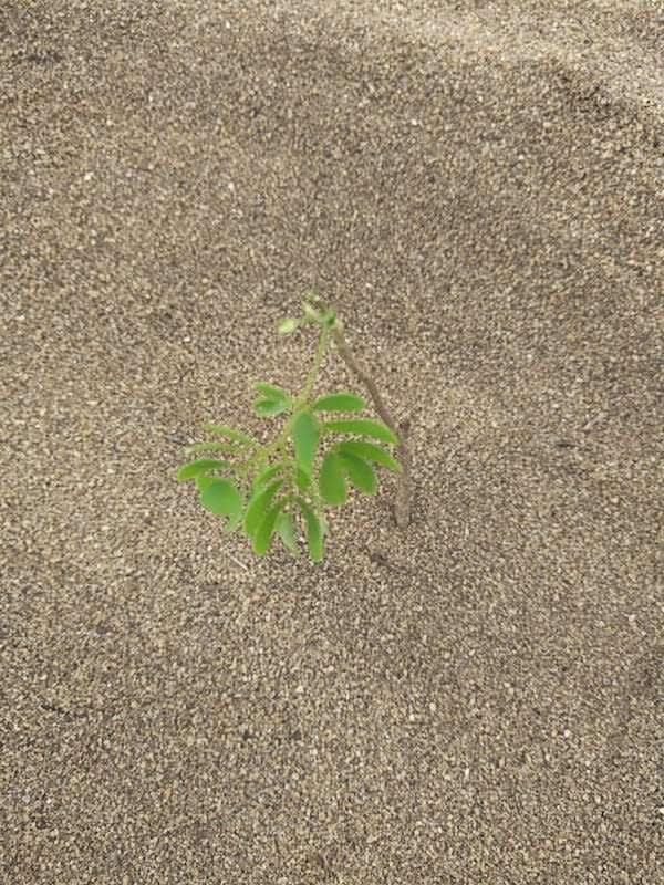 tree image