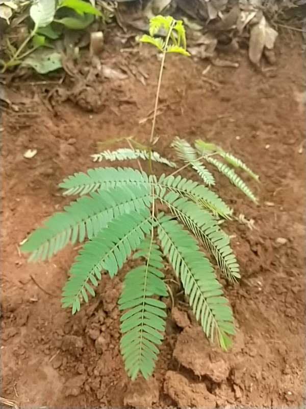 tree image
