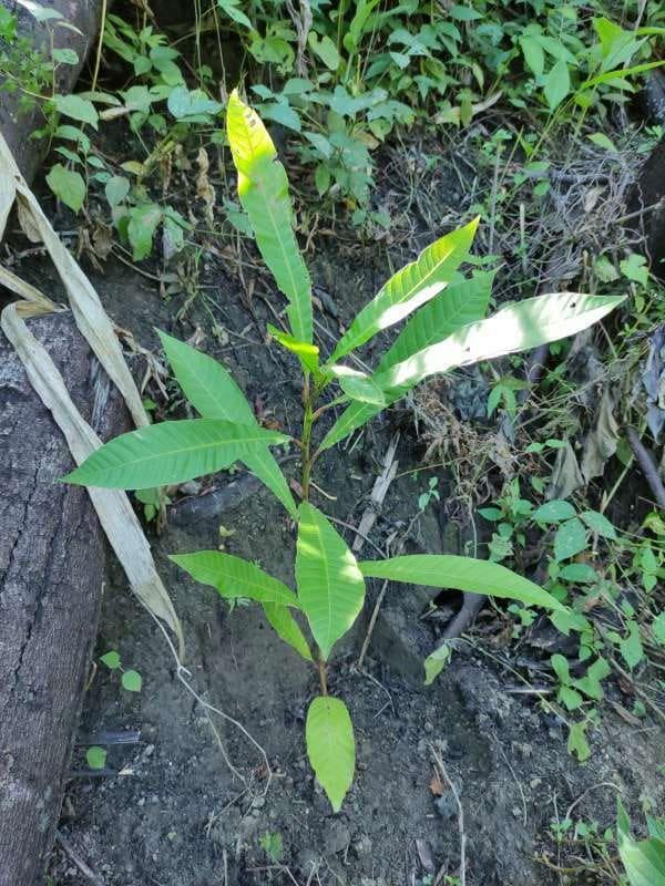 tree image