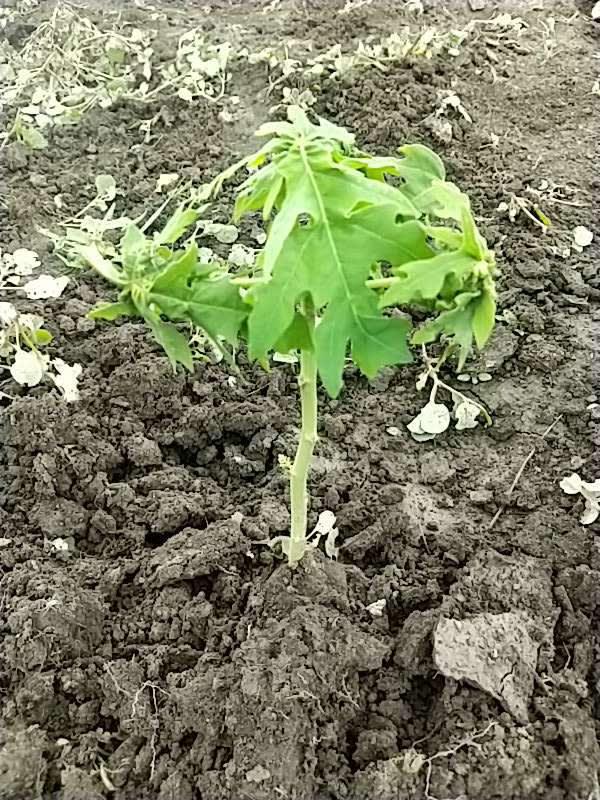 tree image