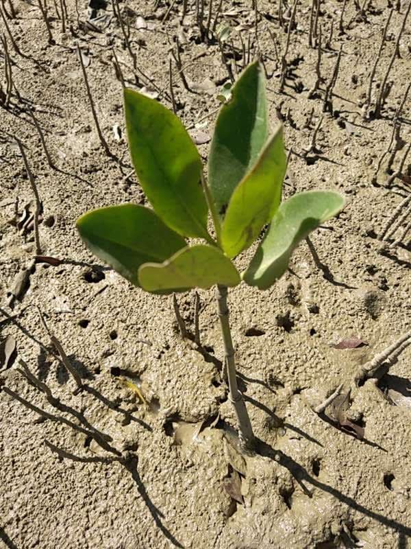 tree image
