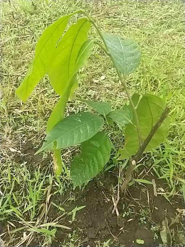tree image