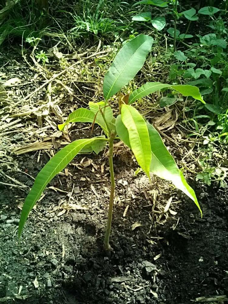 tree image