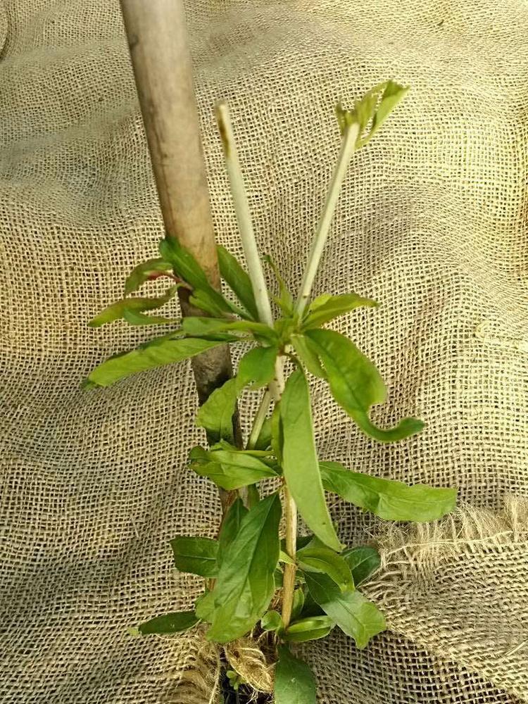 tree image